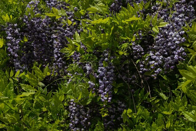 Foto aglomerados de lindas flores roxas em uma planta à luz do sol