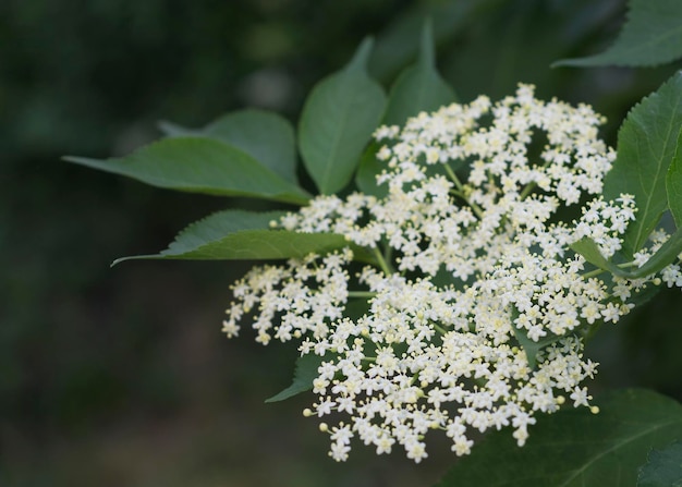 Aglomerados de pequenas flores brancas cremosas flores de sabugueiro