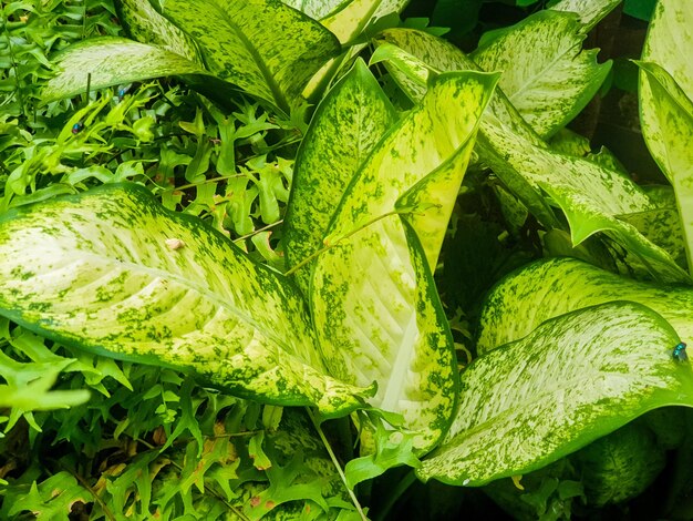 Aglonema planta fondo hermosa naturaleza tonificación primavera naturaleza desi