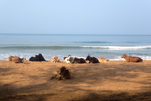 Agonda, Goa, Indien