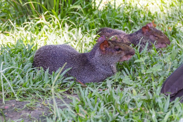 Agouti al aire libre en un parque en río de janeiro.