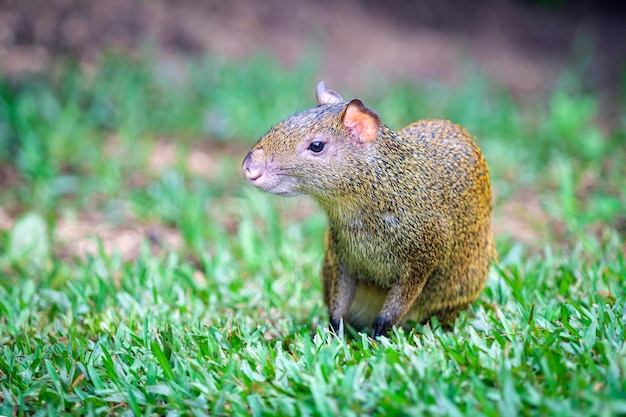 Un Agouti Centroamericano (Dasyprocta punctata) caminando en la hierba, México, la Península de Yucatán.