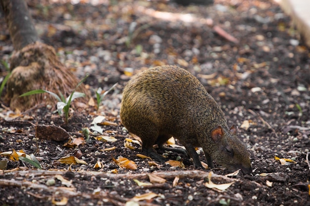 Agoutis im Wald auf der Suche nach Nahrung