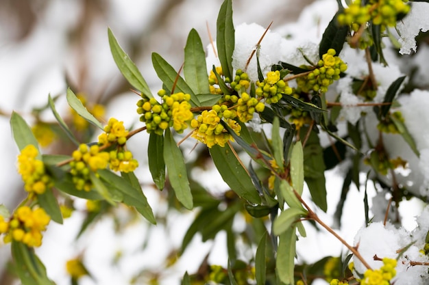 Agracejo japonés y nieve Flores amarillas Berberis thunbergii Floración del agracejo de Thunberg Un grupo de hermosas flores pequeñas con pétalos amarillos en flor bajo la nieve