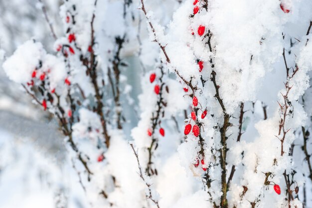 Foto agracejo rojo bayas ramas bajo la nieve