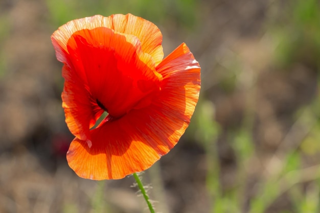 Agraciadas amapolas rojas frágiles en el ambiente de verano del prado en un campo de amapolas