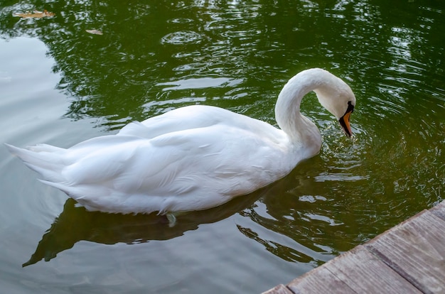 Agraciado cisne blanco nadando en el lago, cisnes en la naturaleza