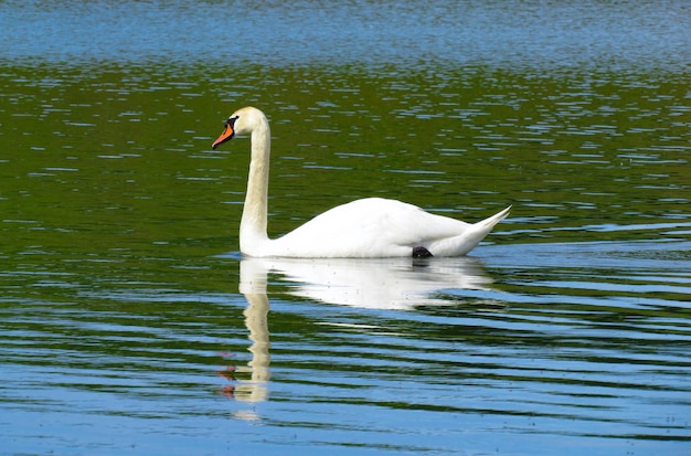 Agraciado cisne blanco nadando en el lago cisnes salvajes