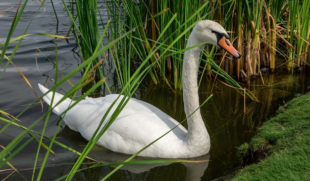 Agraciado cisne blanco con pico rojo flotando en el agua