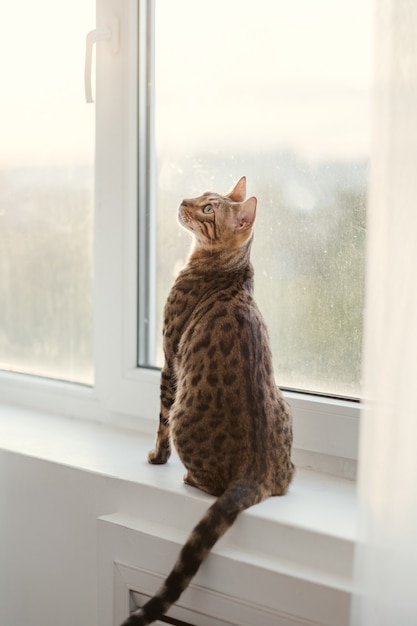 Agraciado felino de raza bengala sentado en el alféizar de la ventana. patrón de abrigo manchado. hermoso gato doméstico