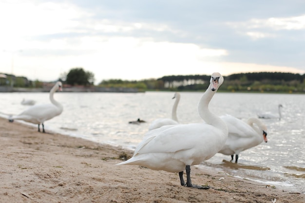 Agraciados cisnes blancos en el lago Escena de vida silvestre de cisnes mudos