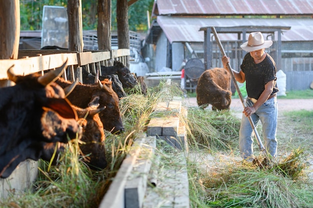 Agrarindustrie ländliche Landwirtschaft Asiatischer männlicher Bauer oder Bauer, der Kuhheu füttert Konzept Tierhaltung oder Bauer, der Wagyu-Kühe in Kuhstall-Industriebetrieben züchtet