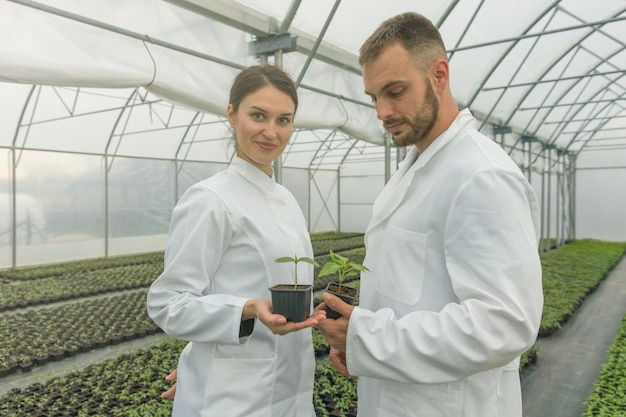 Agraringenieure halten Setzlinge in der Hand. Produktion von Setzlingen. Sämlingsgewächshaus.