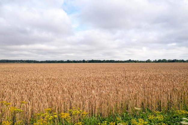 Agrarlandschaft im Sommer