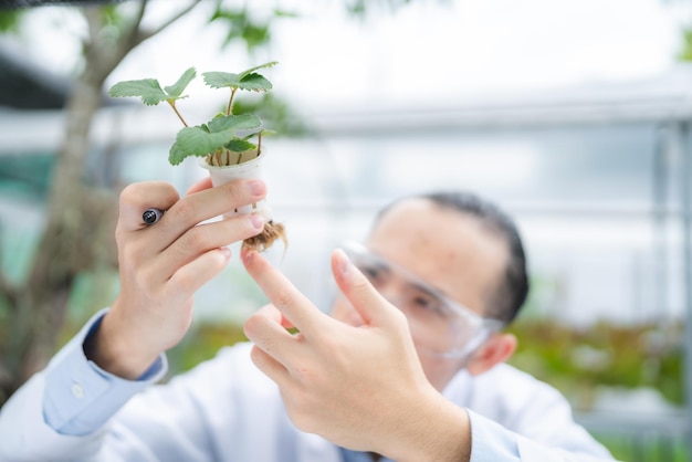 Agrarwissenschaftler, der an der Erforschung einer grünen Gemüsepflanze auf einem Gebiet der Biologie arbeitet, ist ein technologisches Botanikexperiment für das Wachstum der Bio-Gewächshauswirtschaft in der Naturökologie