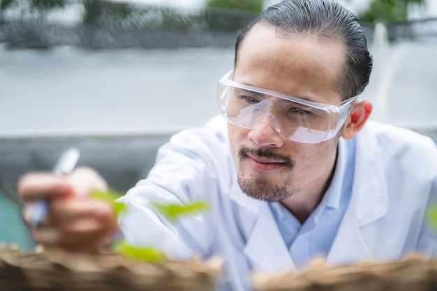 Agrarwissenschaftler, der an der Erforschung einer grünen Gemüsepflanze auf einem Gebiet der Biologie arbeitet, ist ein technologisches Botanikexperiment für das Wachstum der Bio-Gewächshauswirtschaft in der Naturökologie