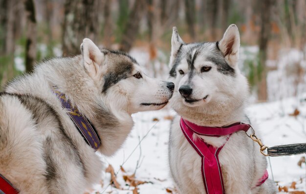 Agresión y ira en la comunicación de dos perros husky