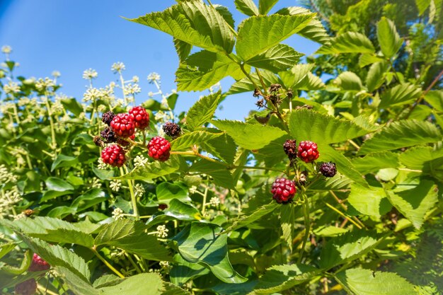 Agrestische Brombeeren wachsen am Busch im Wald