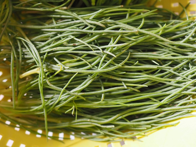 Foto agretti salsola soda verduras comida