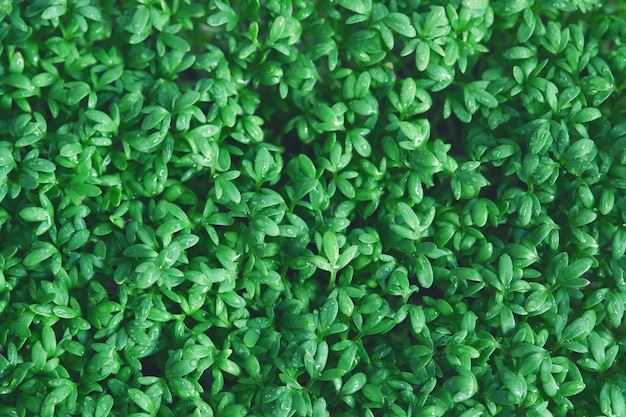 Agrião microgreen. Textura de folha verde close-up