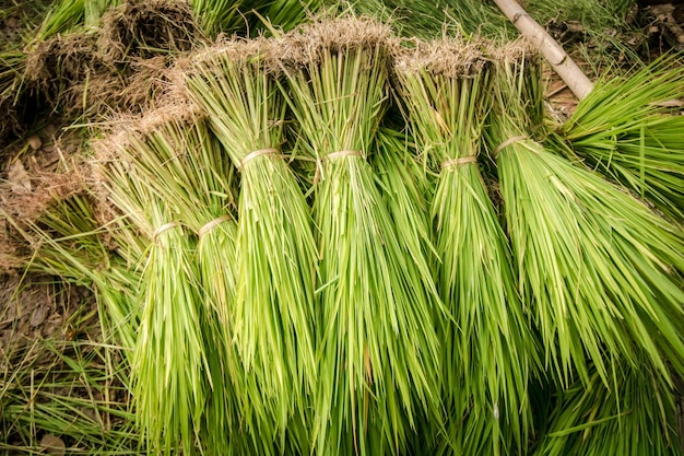 agrícola en la granja tailandesa