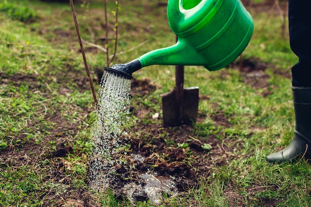 Agricultor a regar uma árvore com uma lata