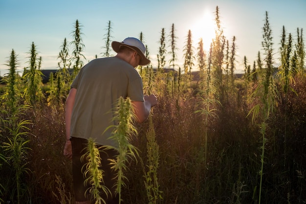 Agricultor a verificar o campo de plantas de cânhamo de CBD