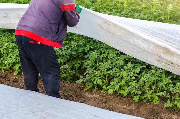 Un agricultor abre una plantación de patatas giradas Abertura de arbustos de patatas jóvenes a medida que se calienta Endurecimiento de las plantas a finales de la primavera Agricultura agroindustrial Eliminación de túneles de invernadero después del calentamiento