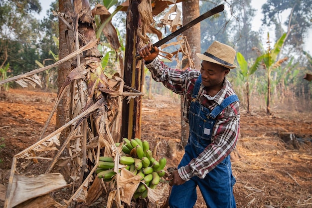 Un agricultor africano corta una canasta de plátanos con un hacha durante la cosecha