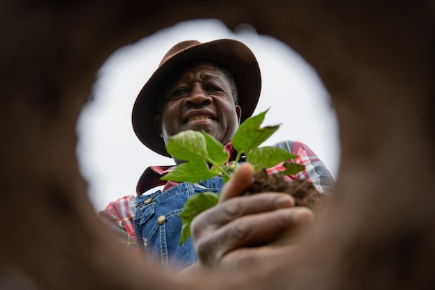 Un agricultor africano está plantando una planta de tomate en la foto de campo desde abajo