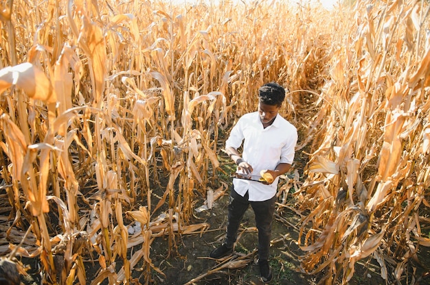 Agricultor africano no campo de plantação de milho