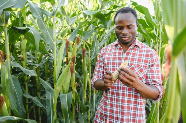 Agricultor africano no campo de plantação de milho