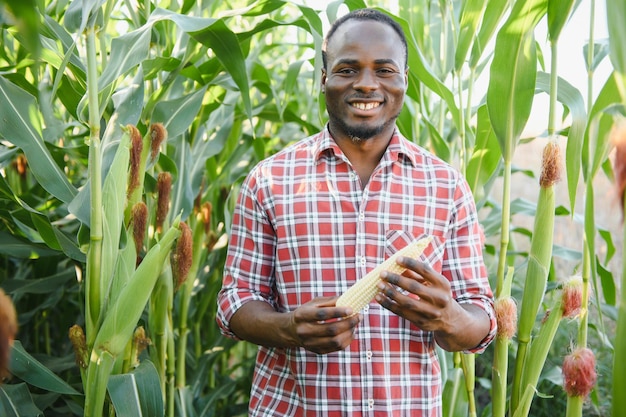 Agricultor africano segurando um milho fresco na fazenda orgânica com sorriso e felizAgricultura ou conceito de cultivo