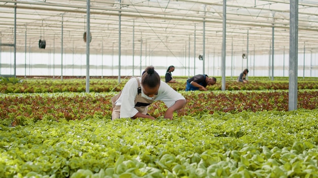 Agricultor afroamericano en invernadero cuidando plantas de lechuga eliminando plantas dañadas para obtener la mejor calidad de cultivo. Mujer que trabaja en el invernadero haciendo una inspección en busca de plántulas no saludables.