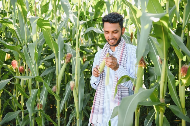 Agricultor agrônomo do sul da Ásia inspecionando fazenda de campo de milho Conceito de produção agrícola