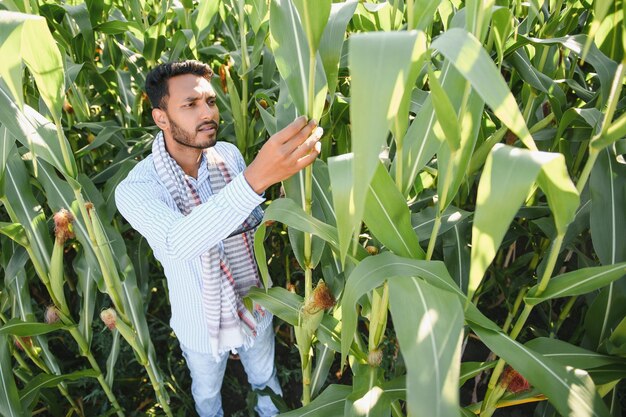 Agricultor agrônomo do sul da Ásia inspecionando fazenda de campo de milho Conceito de produção agrícola