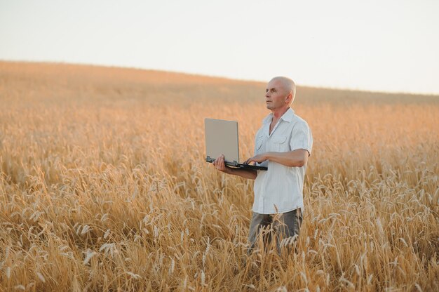 Agricultor agrônomo em campo de trigo verificando safras antes da colheita