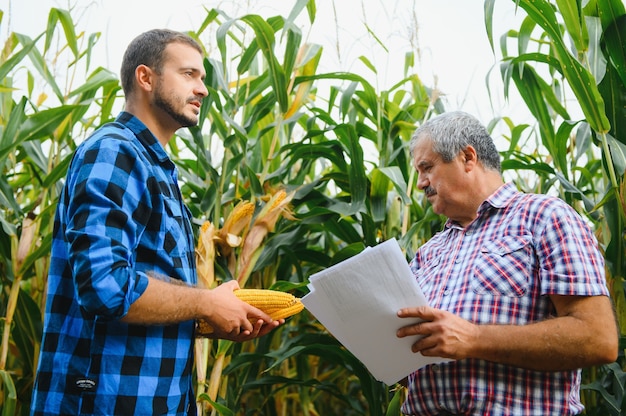 Un agricultor y un agrónomo que trabaja en el campo inspeccionan las mazorcas de maíz en maduración. dos empresario comprueba la maduración de las mazorcas de maíz. concepto de negocio agrícola. Trabajo como empresario en agricultura