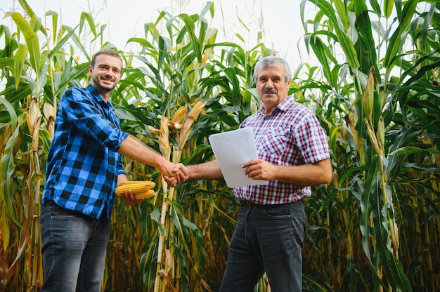 Un agricultor y un agrónomo que trabaja en el campo inspeccionan las mazorcas de maíz en maduración. dos empresario comprueba la maduración de las mazorcas de maíz. concepto de negocio agrícola. Trabajo como empresario en agricultura