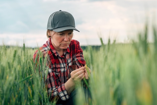 Agricultor y agrónomo de trigo serio inspeccionando la calidad de los cultivos de cereales en el campo de plantaciones agrícolas cultivadas