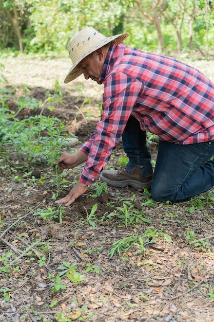 Agricultor ajoelhado no campo colhendo tomate orgânico