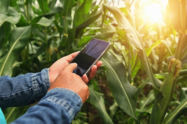 Agricultor mediante análisis de tecnología móvil para plantar maíz en la granja. concepto de agricultura