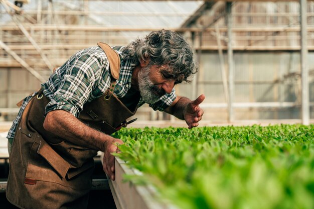 Agricultor anciano trabajando en su granja y invernadero