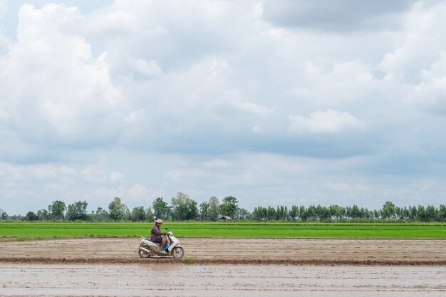 Agricultor anda de moto em paisagem ao ar livre de fazenda de arroz verde