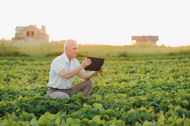 Agricultor arquivado segurando o tablet e examinando o corp de soja