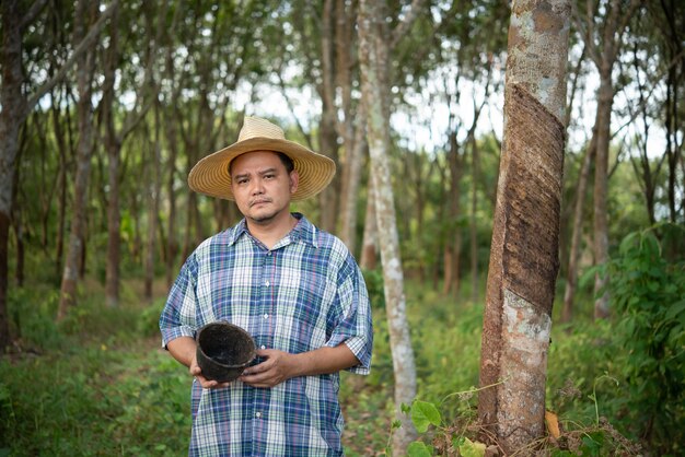 Agricultor asiático agricultor descontento por la baja productividad de rendimiento en la plantación de árboles de caucho con árbol de caucho en fila látex natural es agricultura cosechando caucho natural para la industria en Tailandia