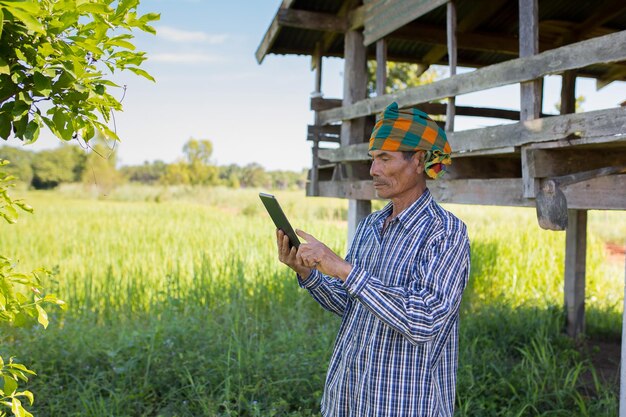 Agricultor asiático com a mão segurando um telefone inteligente em pé na fazenda de arroz, conceito de subsídio em dinheiro