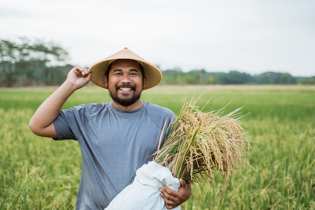 Agricultor asiático com um chapéu no campo de arroz