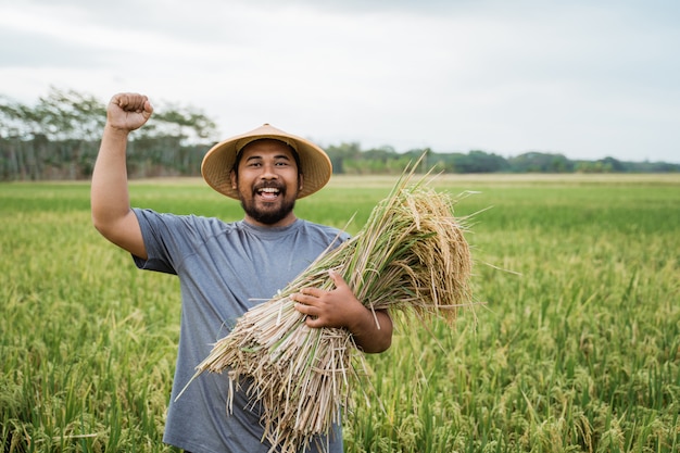 Agricultor asiático com um chapéu no campo de arroz