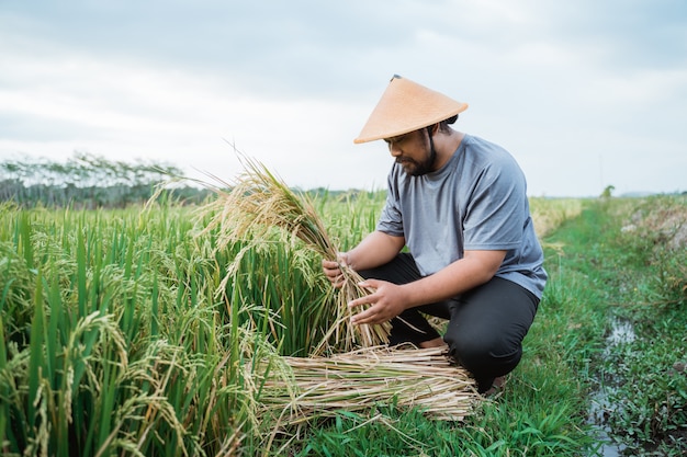 Agricultor asiático com um chapéu no campo de arroz